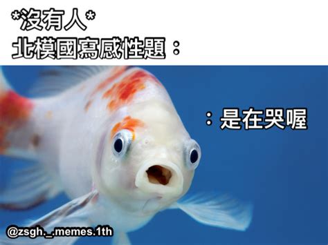 金魚 梗圖|20張超好笑【金魚 驚嚇】梗圖！快來看看網友們的搞笑創作！